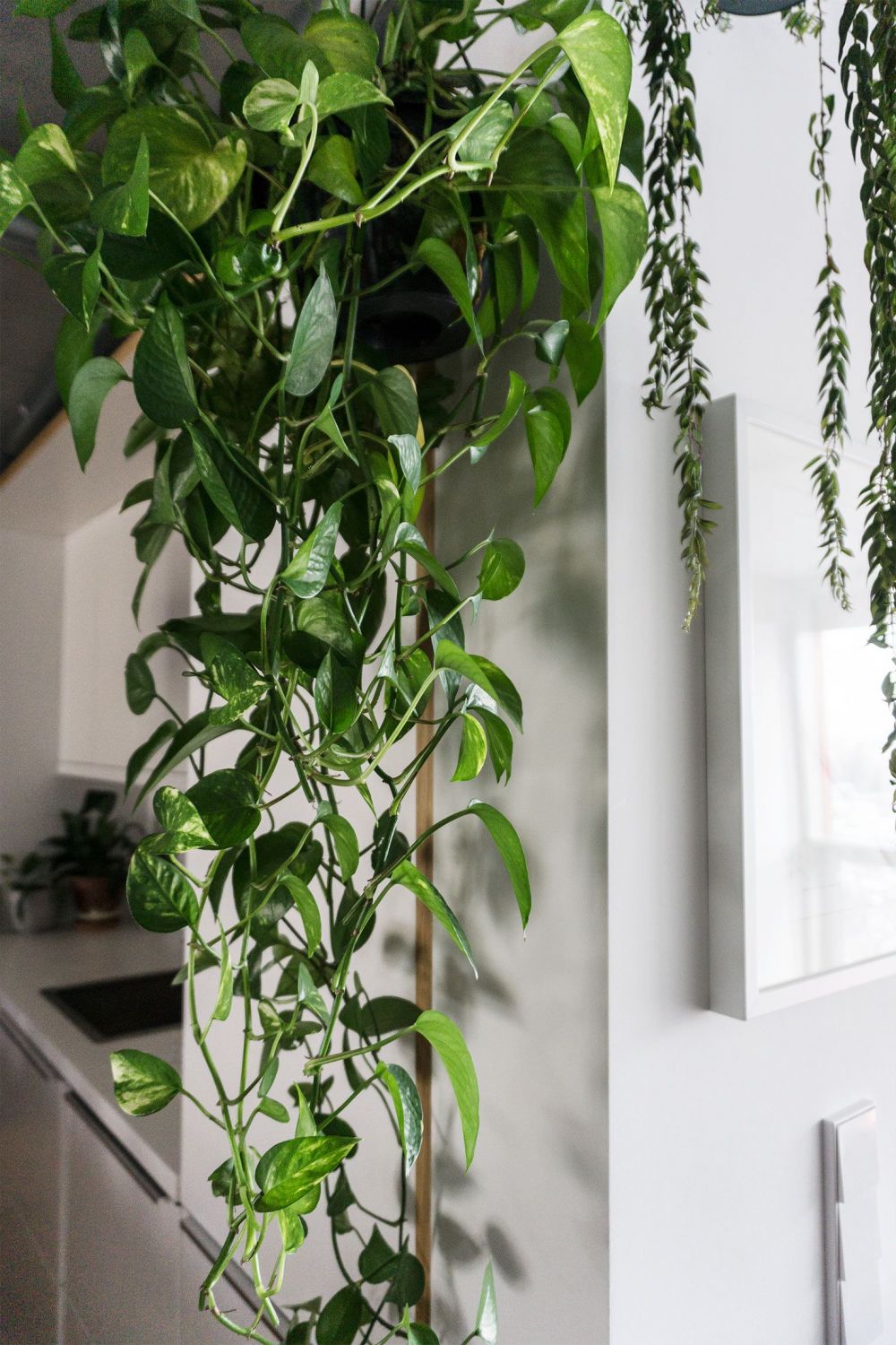 canoe leaf philodendron Buy Philodendron Split Leaf Skeleton Key main image 1